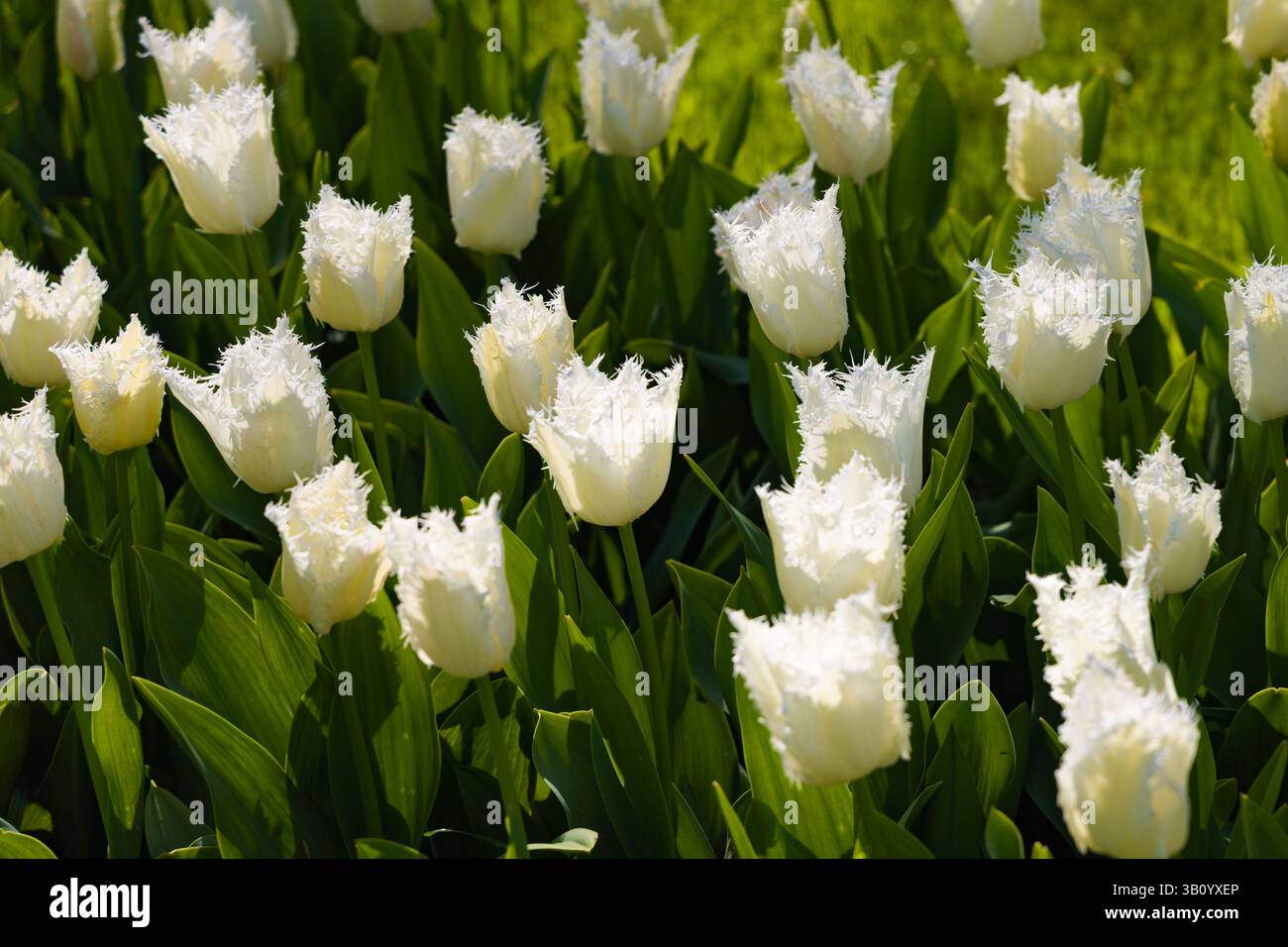 Primo piano di bellissimi tulipani orlati bianchi che fioriscono in un campo illuminato dal sole ai giardini Keukenhof, Paesi Bassi, con i loro delicati petali. Foto Stock