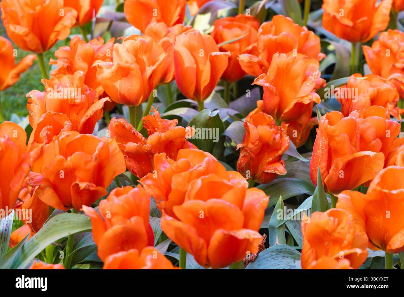 Tulipani arancioni vibranti con petali arricciati che fioriscono abbondantemente in un'aiuola dei Giardini Keukenhof, Paesi Bassi, durante la primavera. Foto Stock
