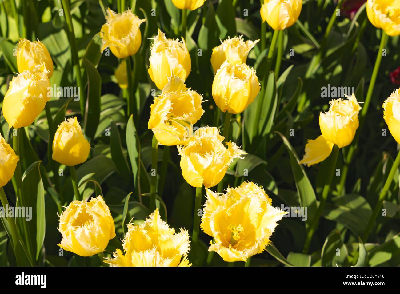 Primo piano di tulipani dalle orme gialle che fioriscono in un letto di fiori illuminato dal sole ai giardini Keukenhof, Paesi Bassi, con i loro petali testurizzati. Foto Stock