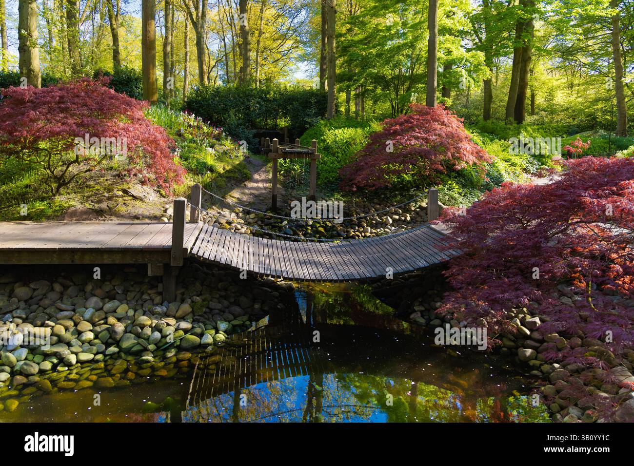 Tranquillo scenario nei Giardini Keukenhof caratterizzato da un ponte ad arco in legno sull'acqua, circondato da aceri e rocce giapponesi rossi, che evocano un'avanguardia giapponese Foto Stock