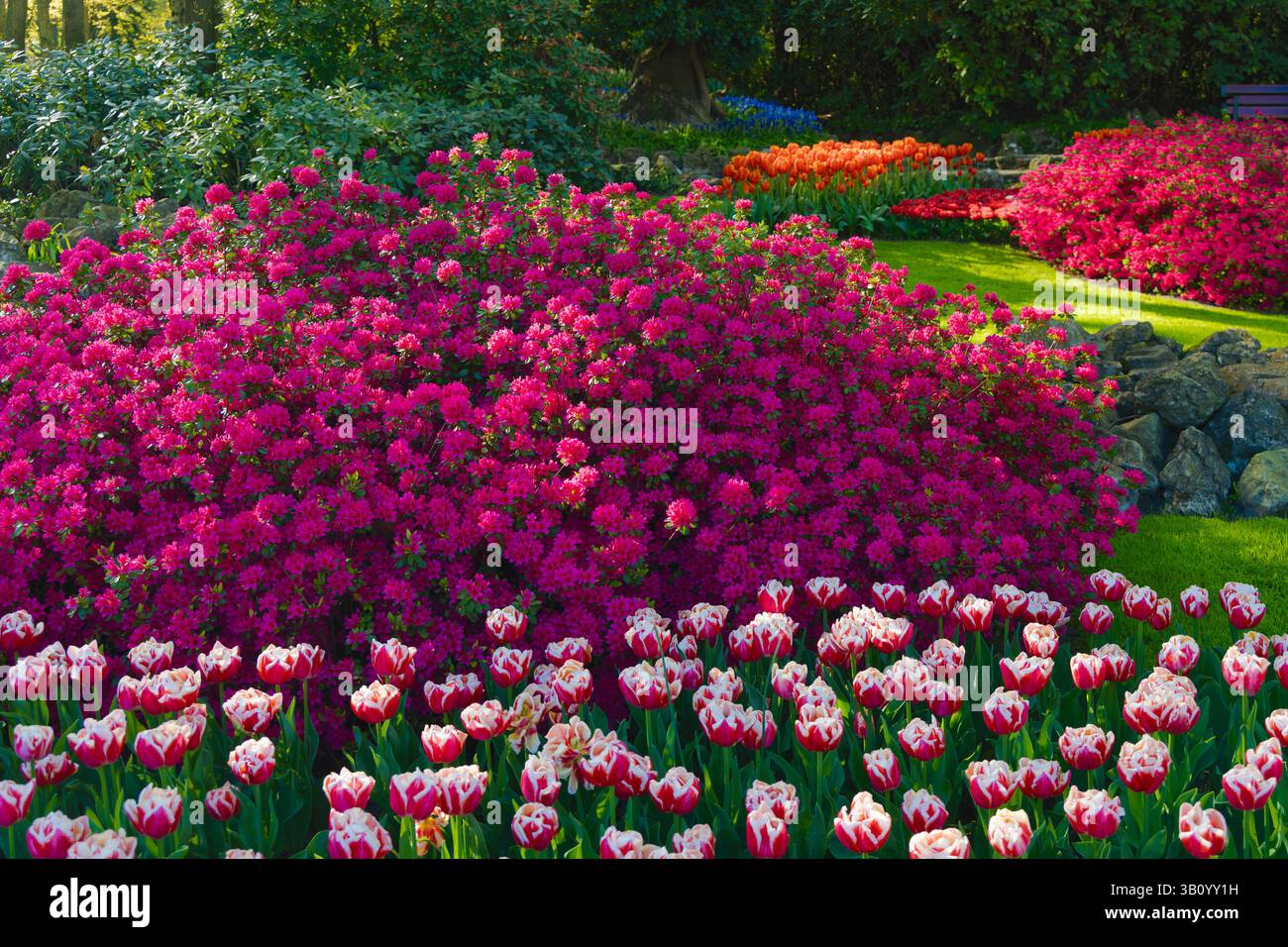 Colorata mostra primaverile ai Giardini Keukenhof con tulipani rossi e bianchi, vibranti cespugli magenta azalea/rododendri e tulipani arancioni su un prato verde. Foto Stock