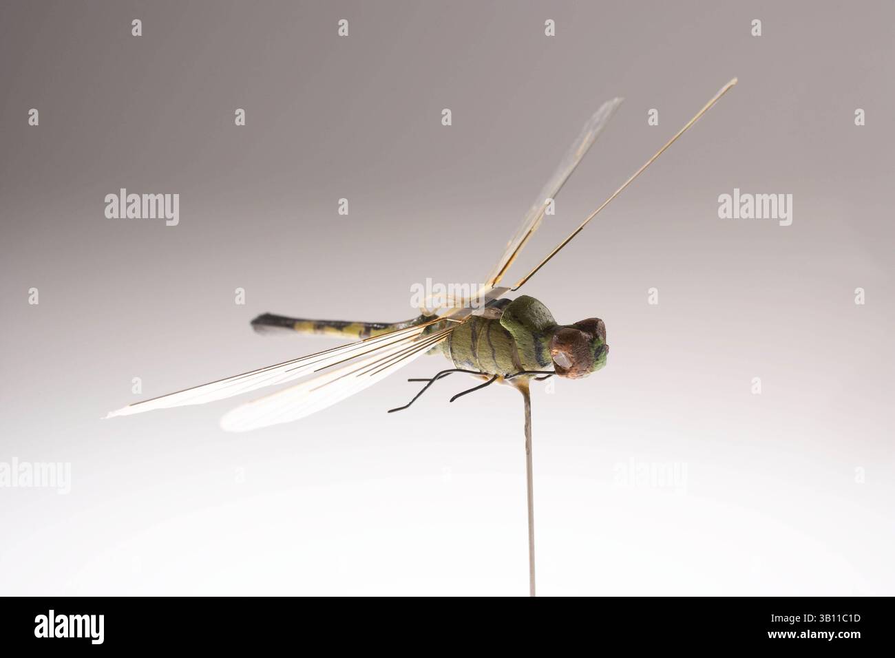 9 marzo 2007 - Langley, Virginia, Stati Uniti - Dragonfly Insectothopter in mostra al museo della CIA. Sviluppato dall'Ufficio di ricerca e sviluppo della CIA negli anni '1970, questo micro veicolo aereo senza equipaggio (UAV) è stato il primo volo di un veicolo aereo delle dimensioni di insetti (Insectothopter). Si trattava di un'iniziativa per esplorare il concetto di raccolta di informazioni da piattaforme miniaturizzate. (Immagine di credito: © Cameron Davidson/Central Intelligence Agency/ZUMAPRESS.com) Foto Stock