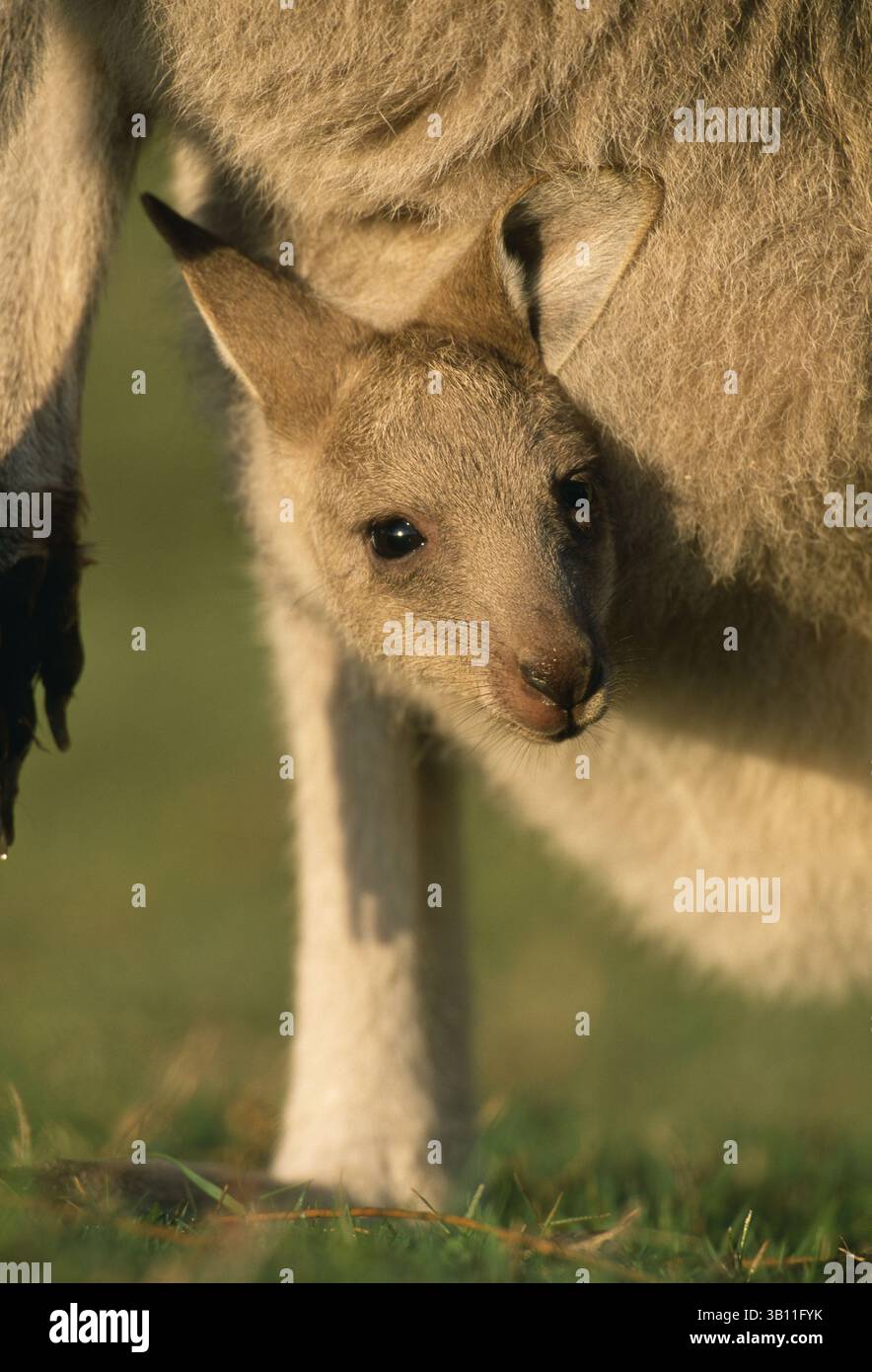 06 gennaio 2009 - KANGAROO GRIGIO ORIENTALE con joey in busta. Macropus giganteus. Australia orientale. (Immagine di credito: © Mirko Stelzner/Evolve/Photoshot/ZUMAPRESS.com) Foto Stock