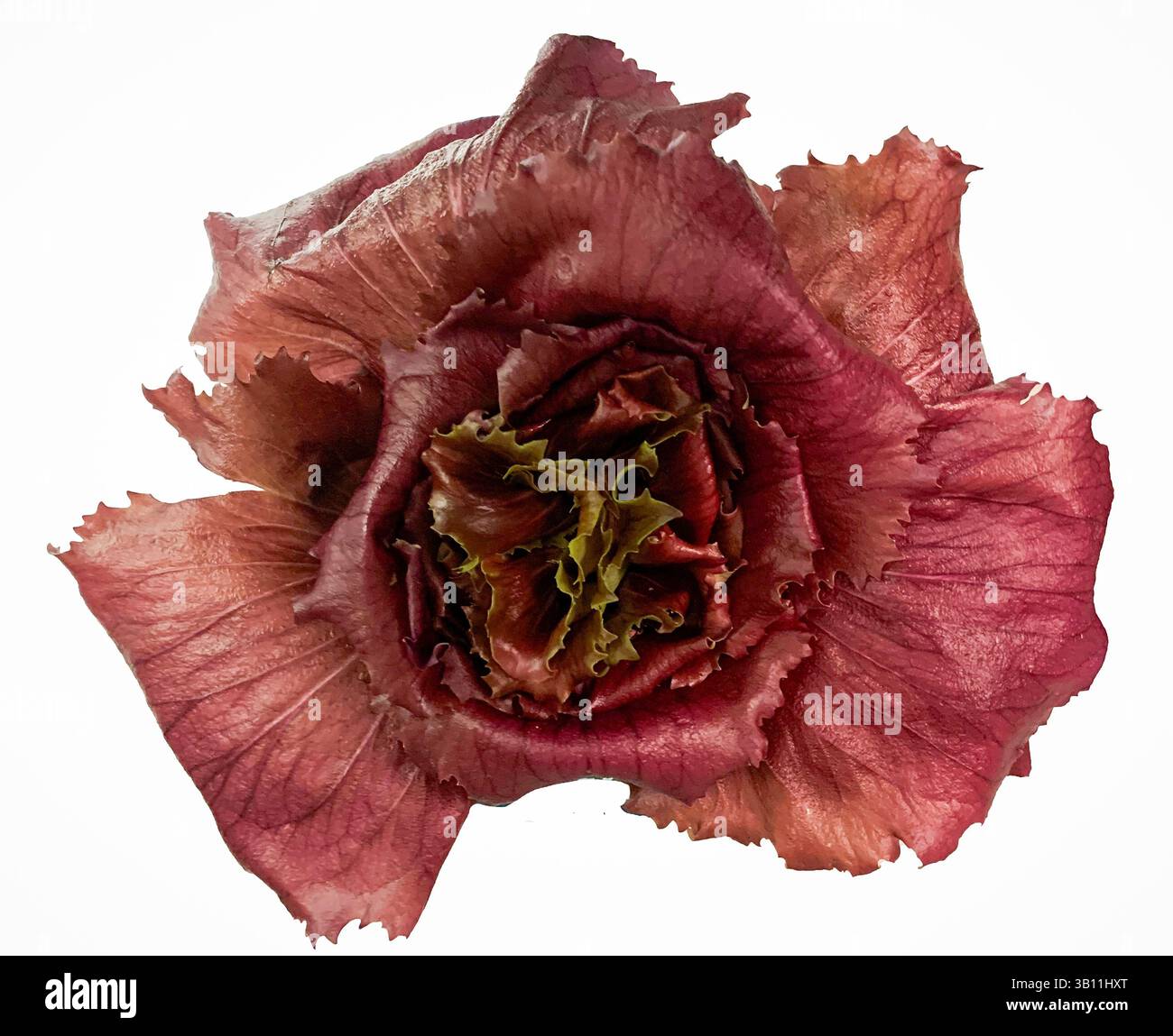 Primo piano della testa di lattuga di radicchio Foto Stock