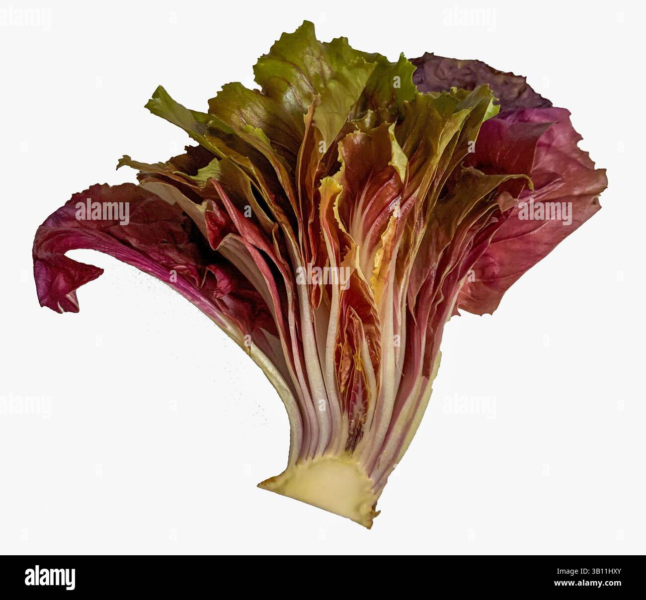 Spaccato di lattuga al radicchio Foto Stock