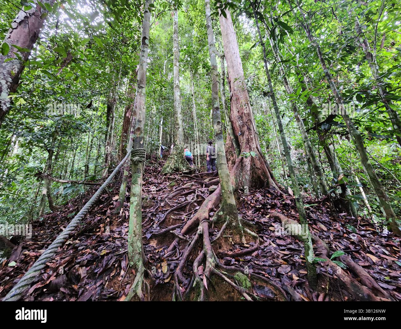 Area escursionistica nella Danum Valley Conservation area Lahad Datu Foto Stock