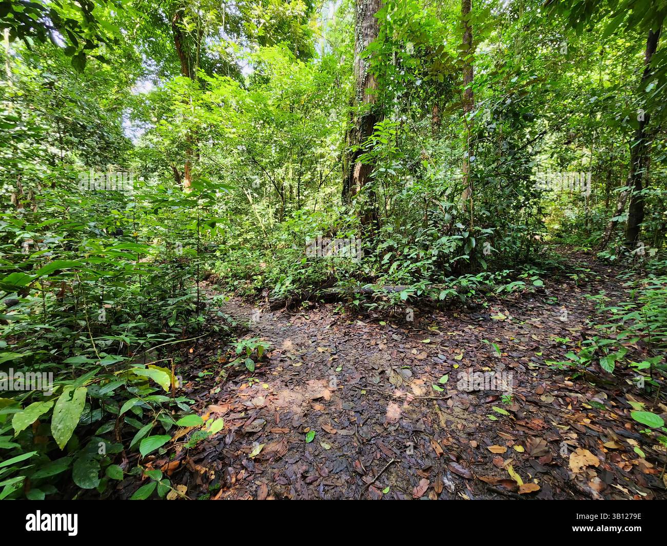 Sentiero nella giungla nell'area protetta della valle di Danum Lahad Datu Sabah Borneo Foto Stock