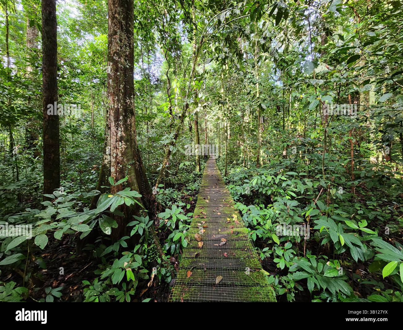 Passeggiata nella giungla della valle del Danum a Lahad Datu Foto Stock