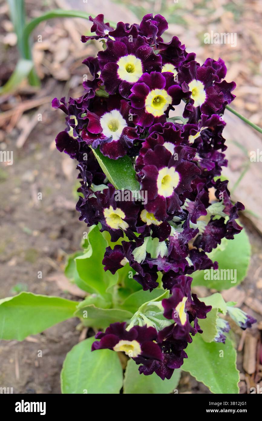Auricula viola in fiore a metà primavera Foto Stock