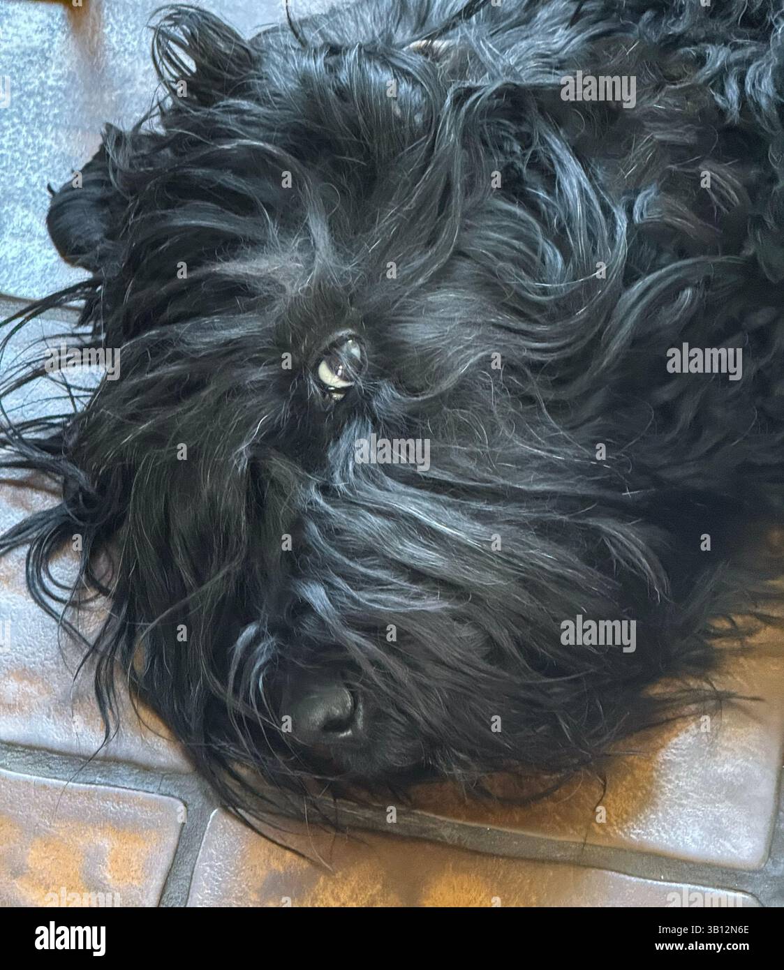 Cane Terrier russo nero che riposa sul pavimento con gli occhi di copertura in pelliccia nera Foto Stock