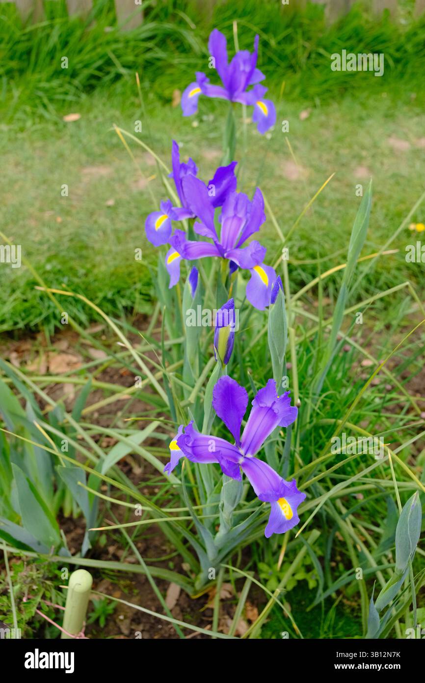 Fila di bellissimi Iris blu in fiore a metà primavera Foto Stock