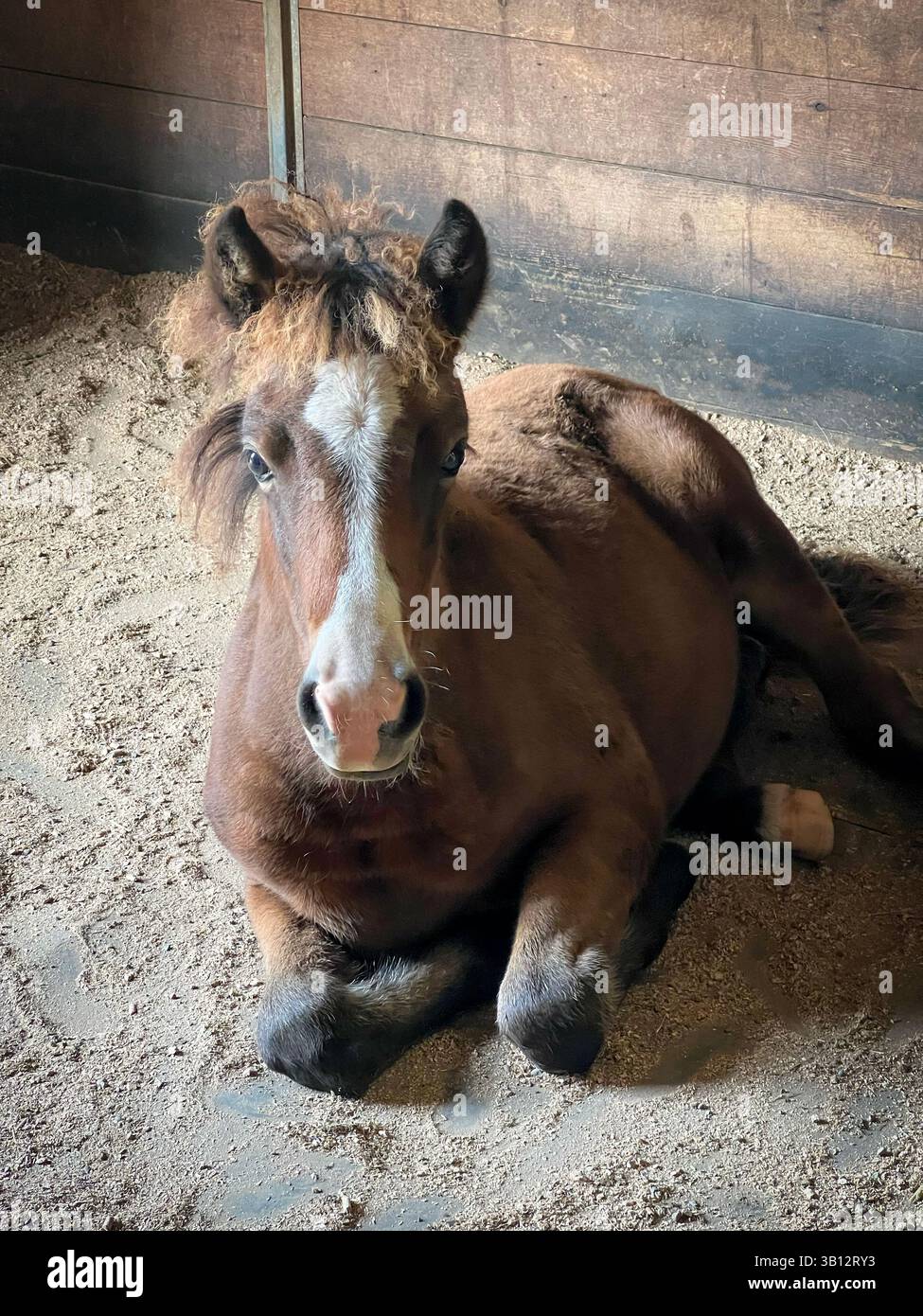 Puledro di cavallo islandese disteso in stalla stabile Foto Stock