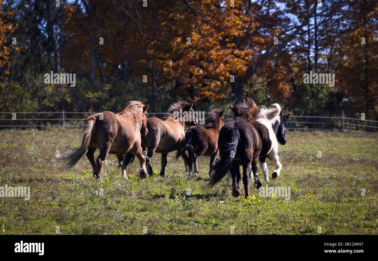 Gruppo di cavalli islandesi che si spostano attraverso pascoli erbosi nella campagna autunnale Foto Stock