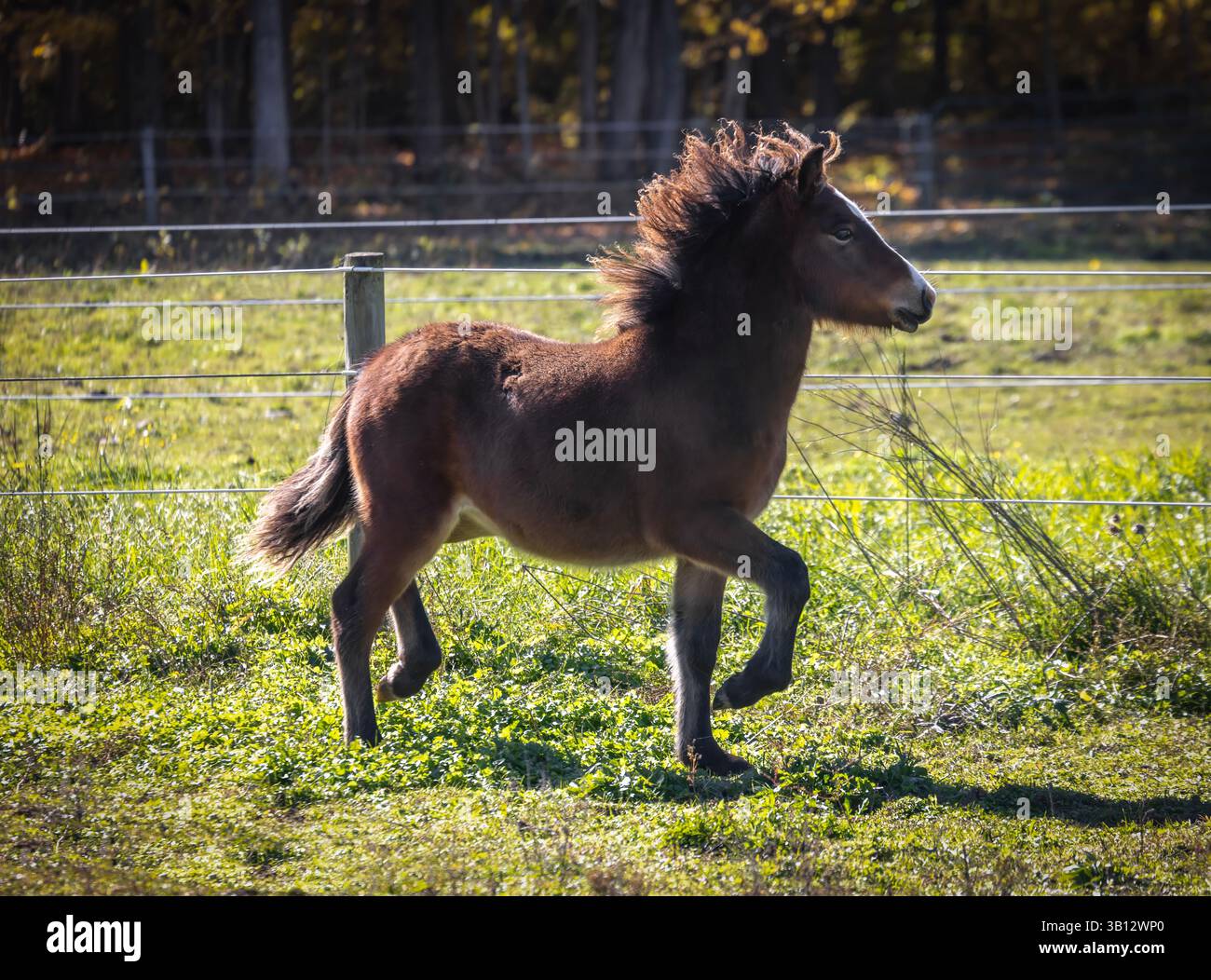 Giovane puledro islandese in trotto su pascoli verdi Foto Stock