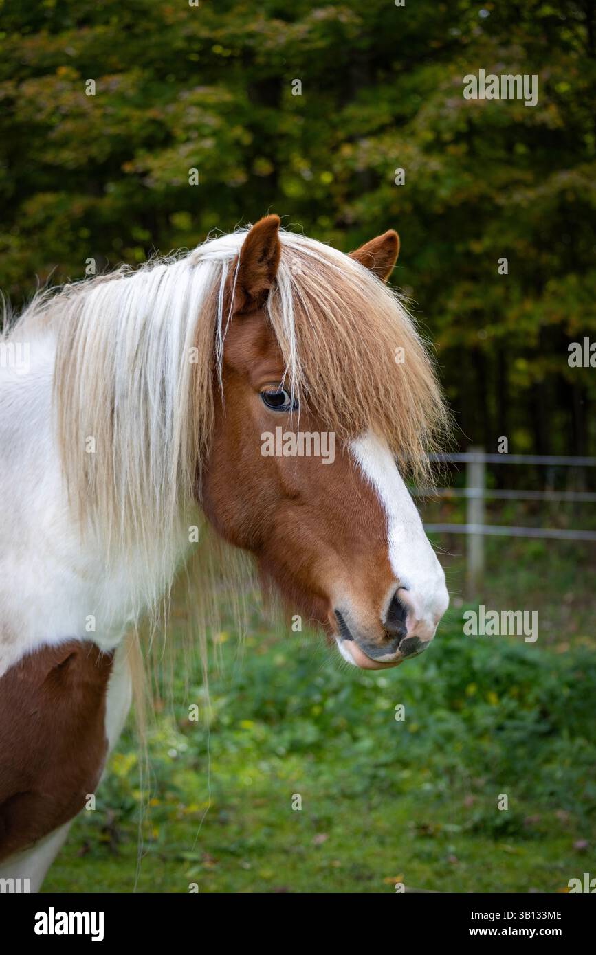 Ritratto del cavallo islandese pinto con criniera che scorre nel pascolo estivo Foto Stock