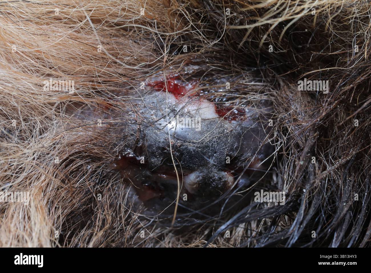 Sanguinamento del tumore dei mastociti sulla pelle di un cane, mostrando la gravità della malattia Foto Stock