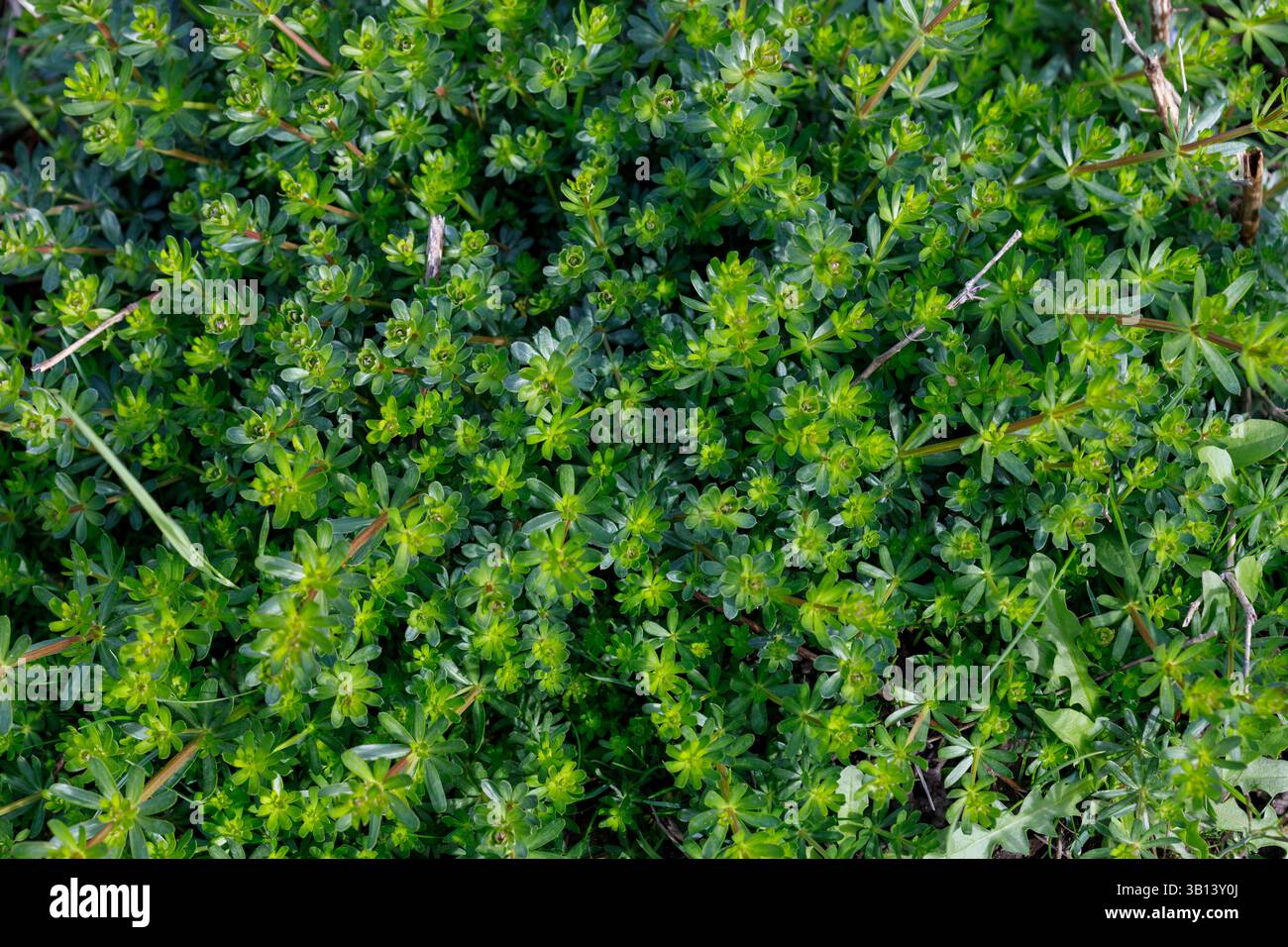 Foto ravvicinata di un denso coperchio verde con piccole foglie a stella e steli rossastri. Sono visibili anche alcuni steli morti e altre piante. Foto Stock