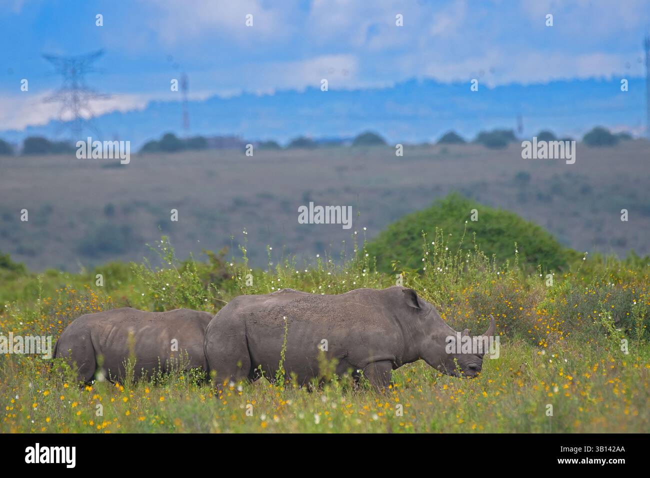 Rinoceronte Nero (Diceros bicornis) dal Parco Nazionale di Nairobi, Kenya Foto Stock