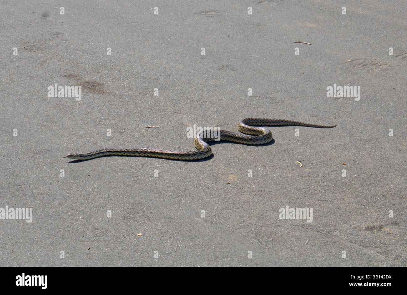 serpente a sonagli che scivola lungo la strada pavimentata Foto Stock