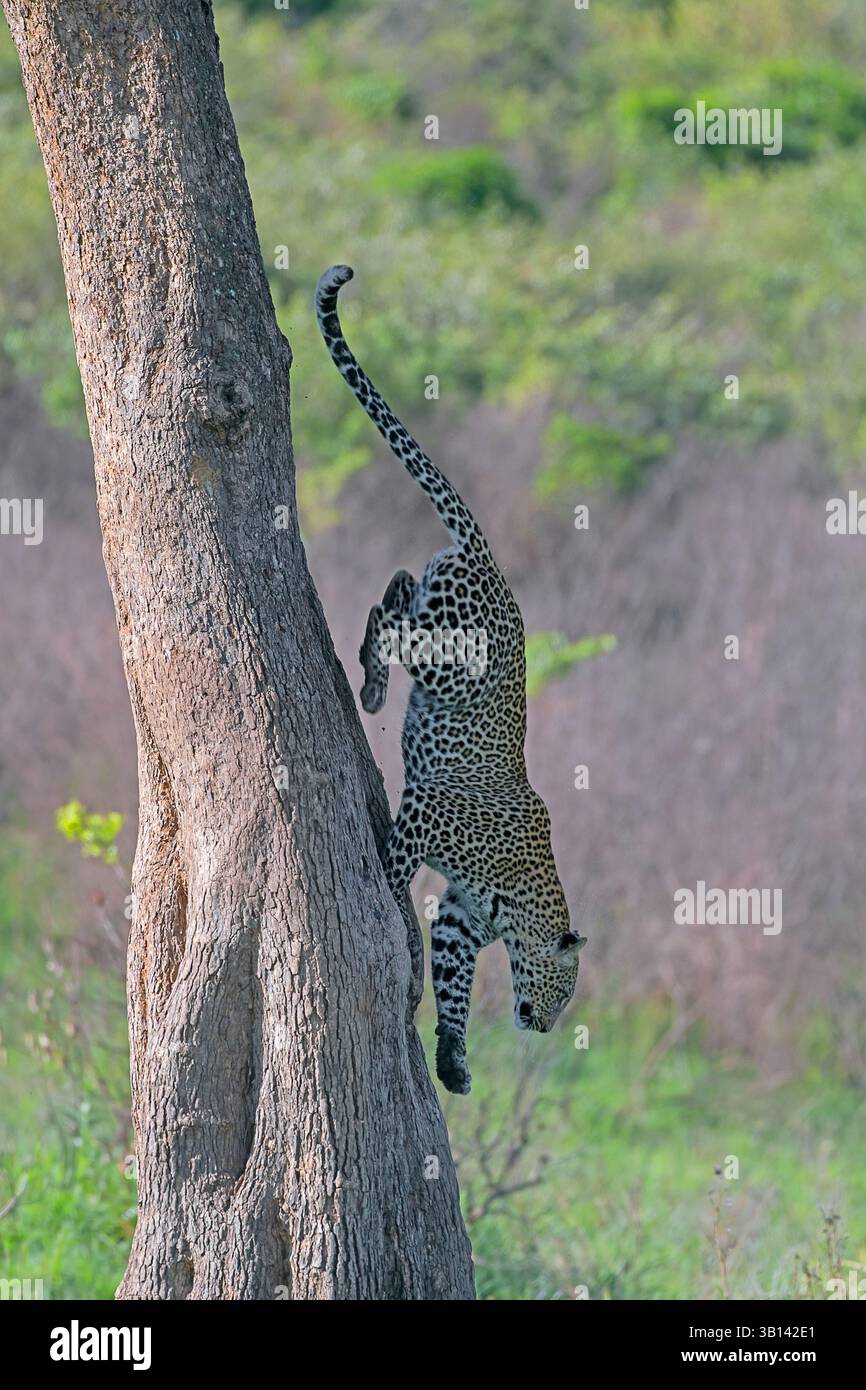 Leopard Panthera pardus dalla riserva di Masai mara, Kenya Foto Stock