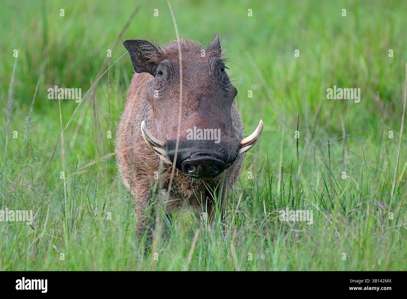 Warthog (Phacochoerus africanus) pascolo nelle praterie di savana della riserva nazionale Masai Mara, Kenya, Africa orientale. Foto Stock