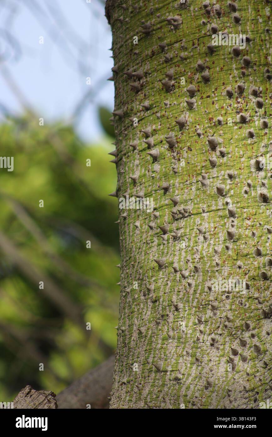 corteccia di alberi a chiodi ricoperta di muschio verde Foto Stock
