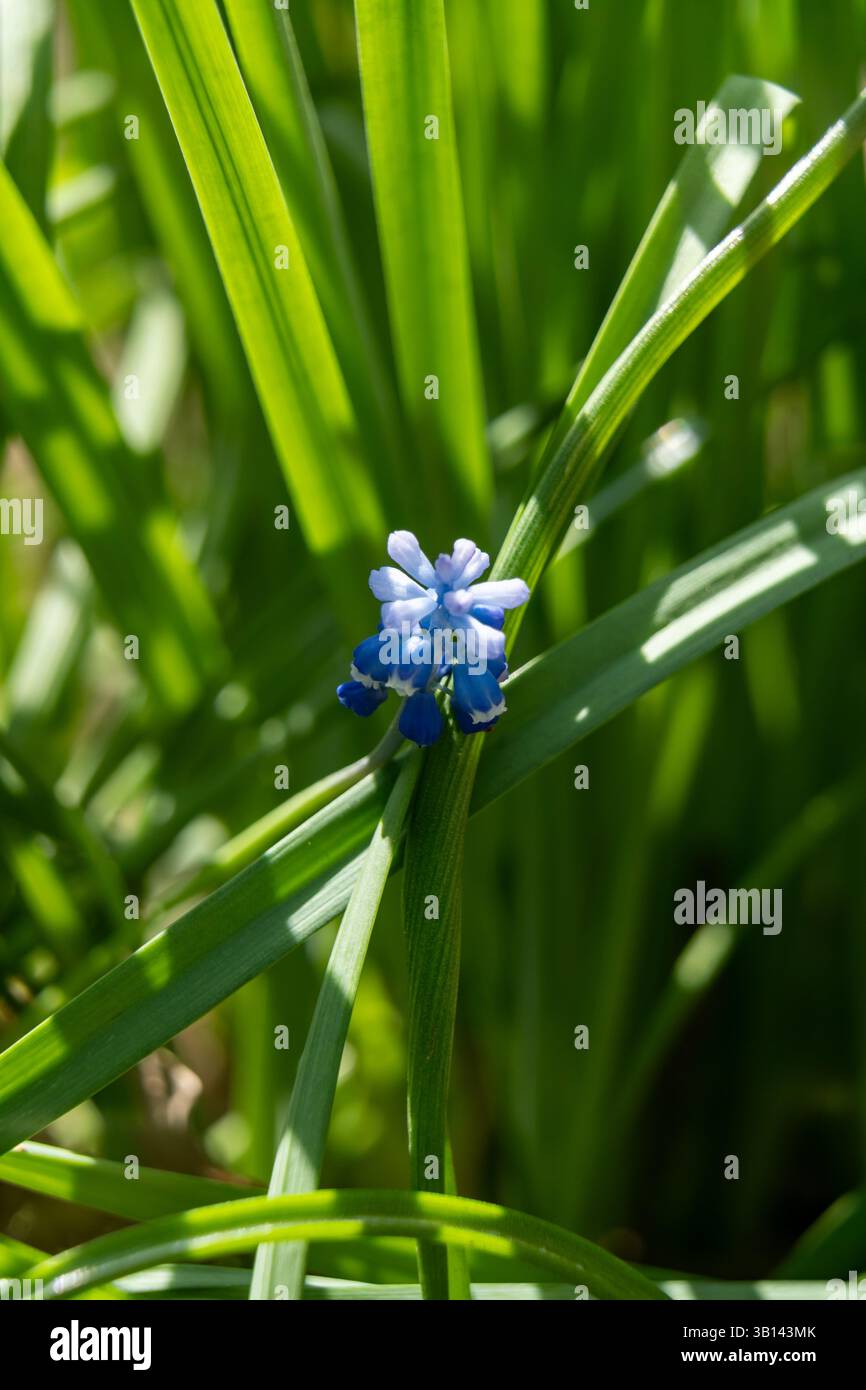 Un vivace fiore blu si distingue tra una lussureggiante erba verde durante una giornata di primavera assolata. I delicati petali creano un contrasto sorprendente con il verde Foto Stock
