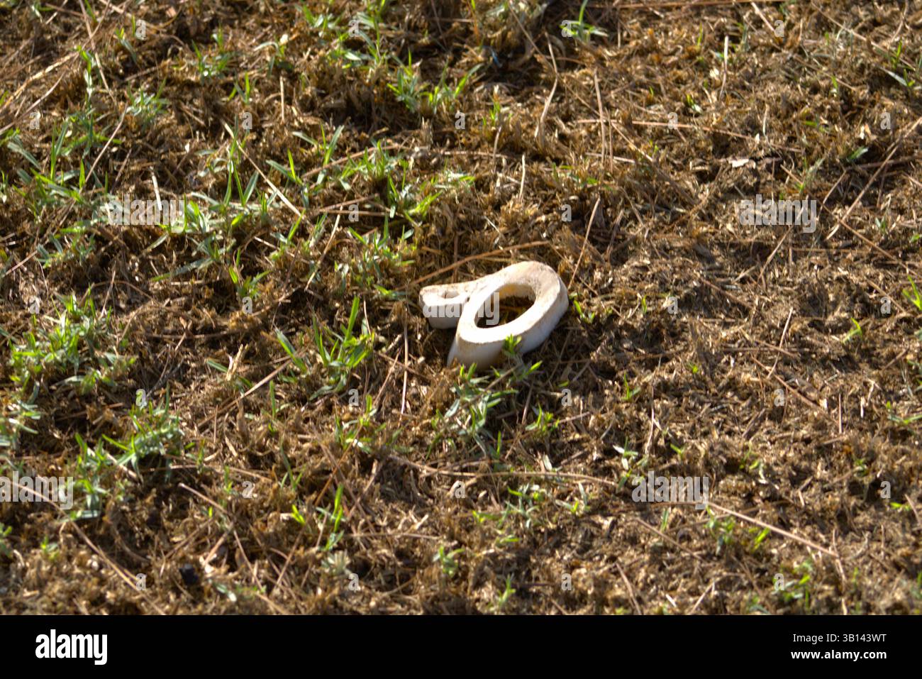 pianta di funghi bianchi dalla forma strana Foto Stock