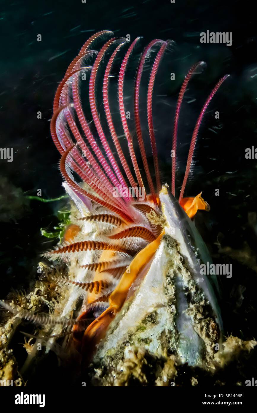 Giant Acorn Barnacle, Balanus nubilus, si nubilus a Bremerton Marina Bremerton, Washington State, Stati Uniti Foto Stock