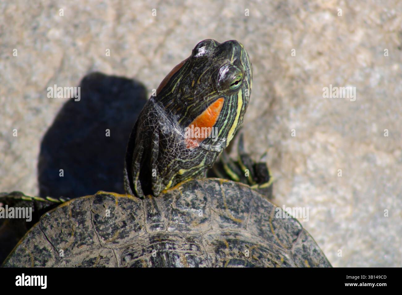 piccola tartaruga sulla roccia dall'acqua Foto Stock