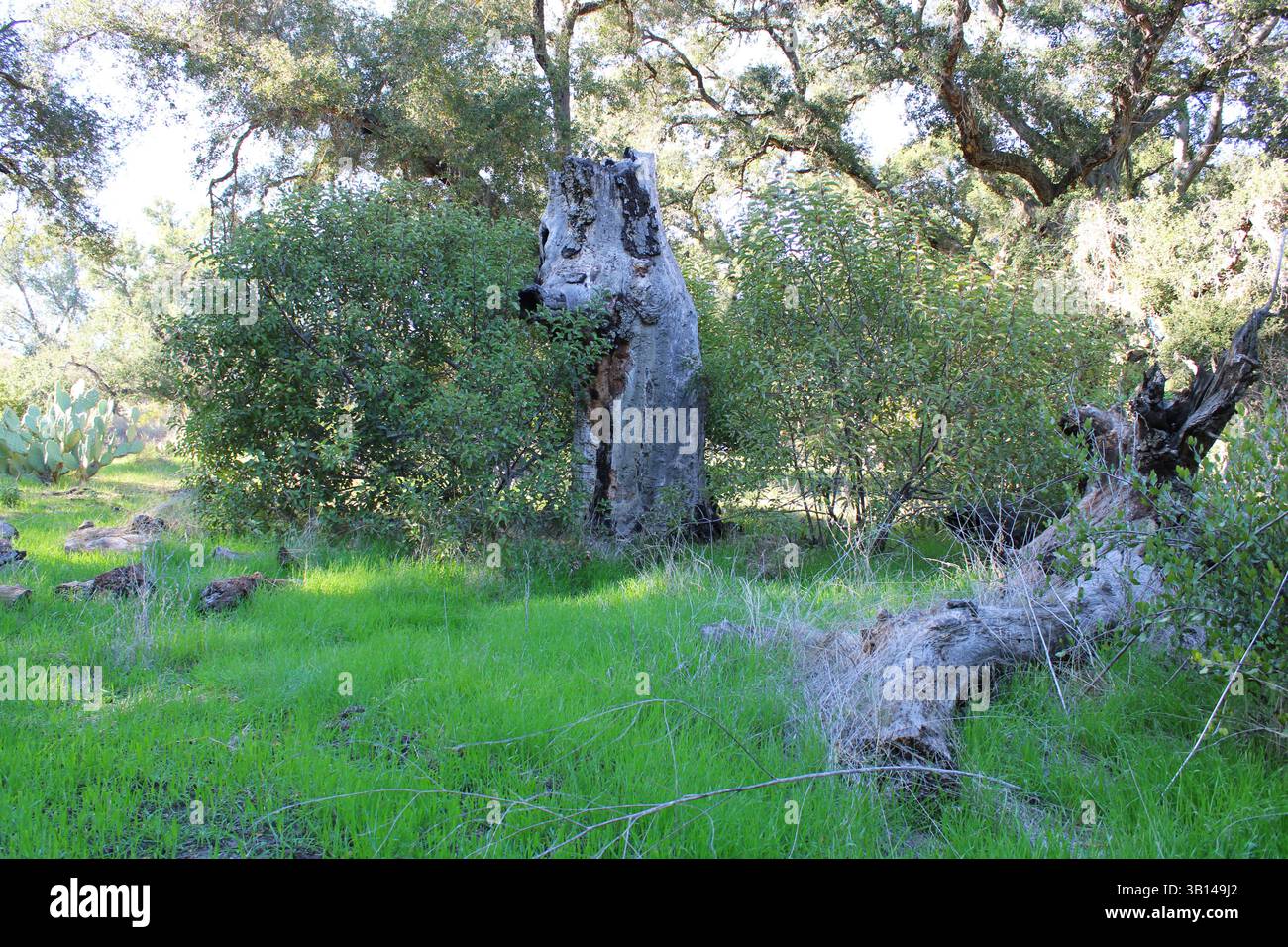rami di alberi scoscesi su tronco arcuato Foto Stock