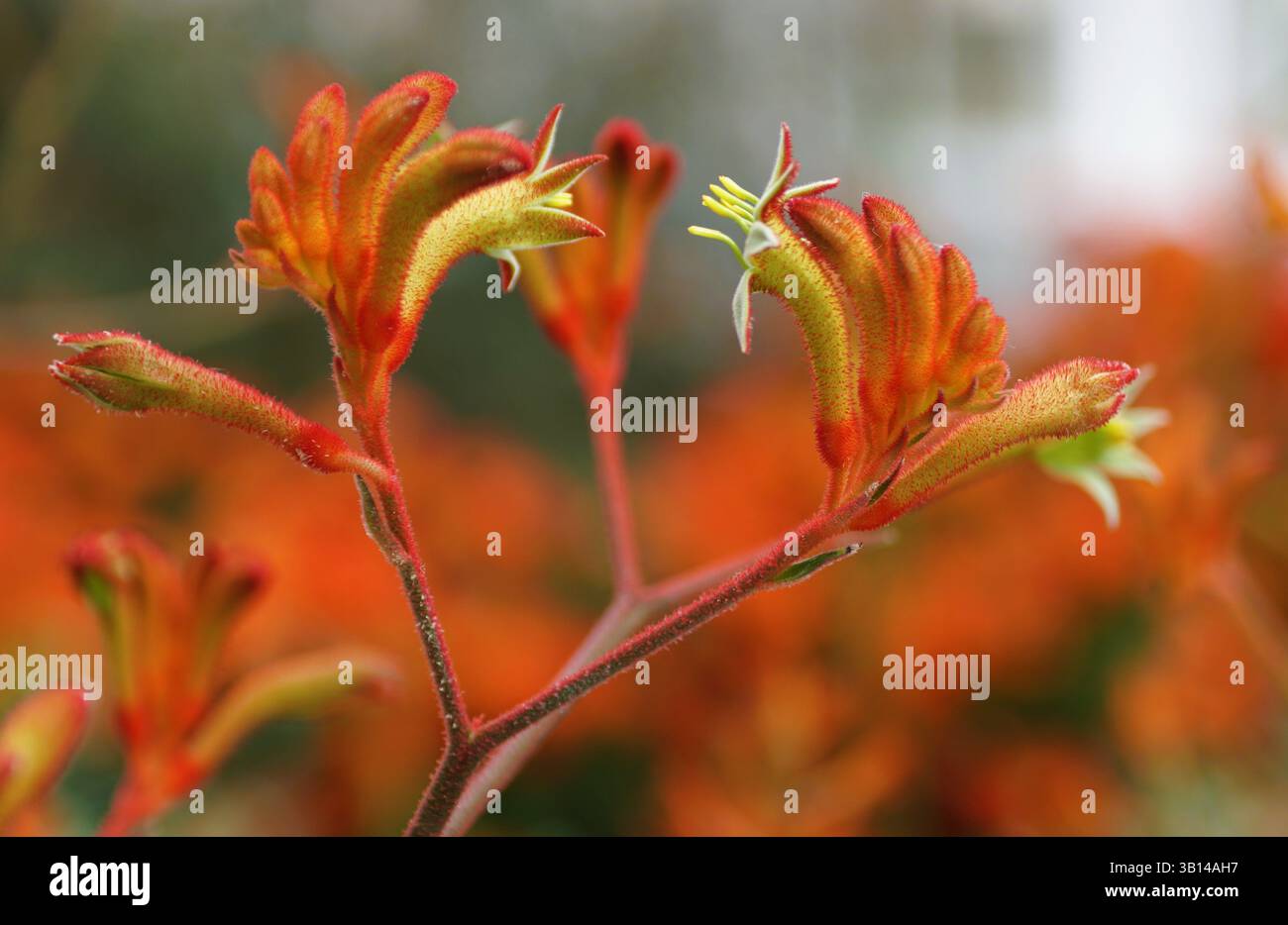 Primo piano di un Kangaroo Paw Landscape Tangerine, che mette in risalto i suoi unici petali di piume. Foto Stock