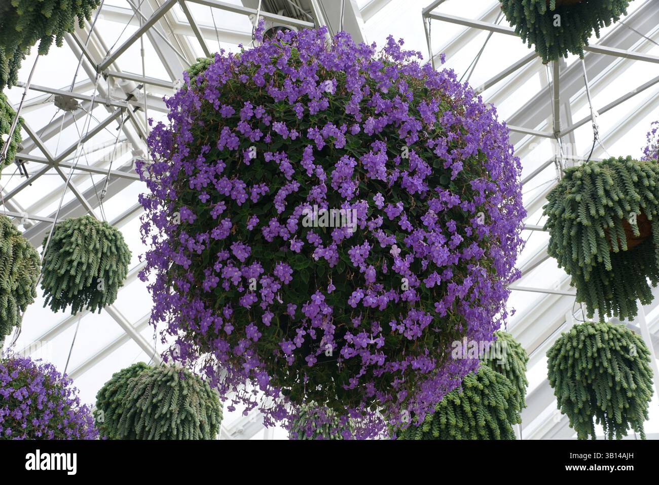 Una profusione di vibranti fiori viola di Streptocarpus saxorum cascate da una piantatrice sospesa, creando un'esposizione mozzafiato. Foto Stock