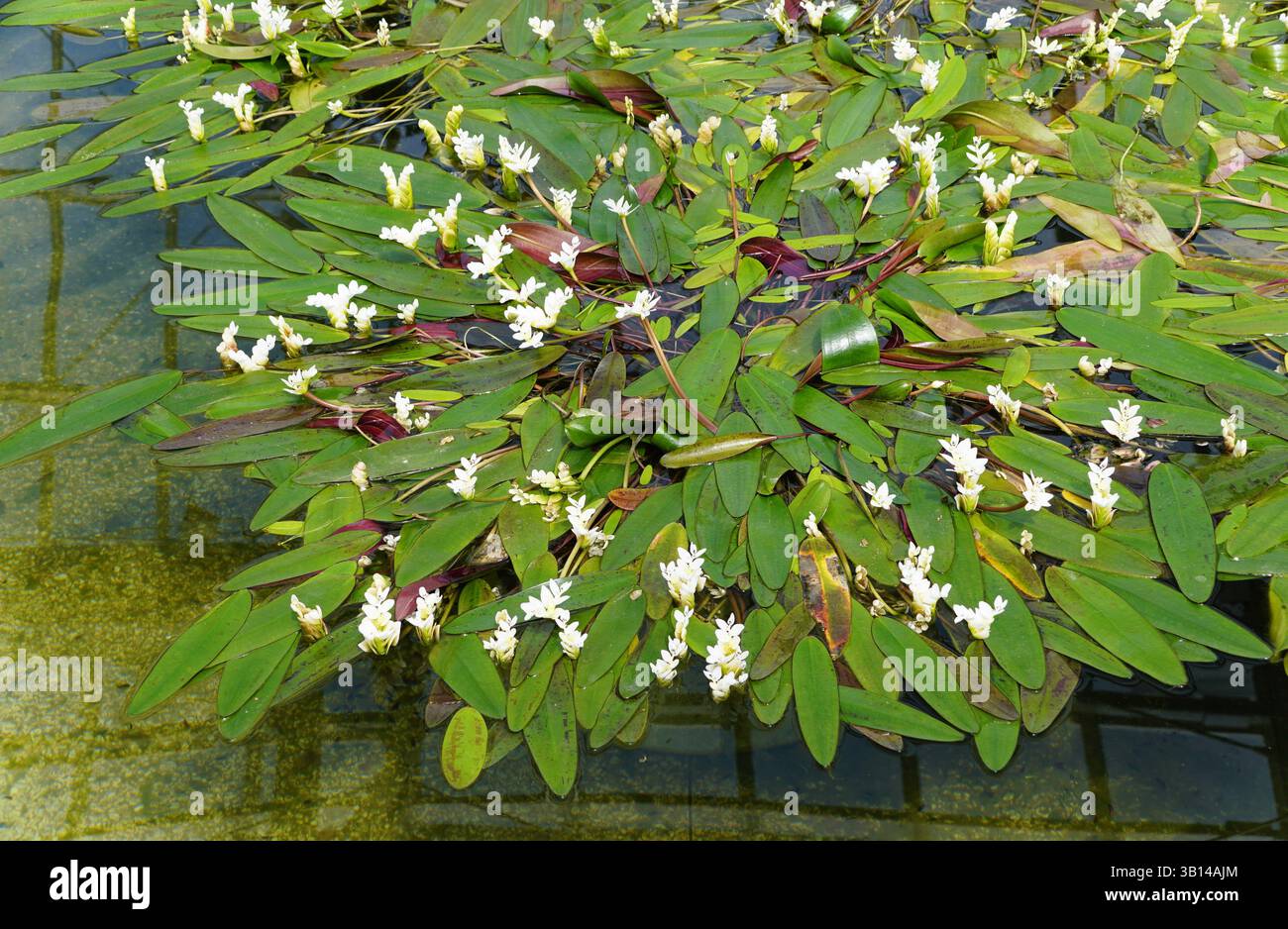 Piante acquatiche di Cape Pond Lily, che mostrano intricati motivi di foglie e ammassi di delicati fiori bianchi. Foto Stock
