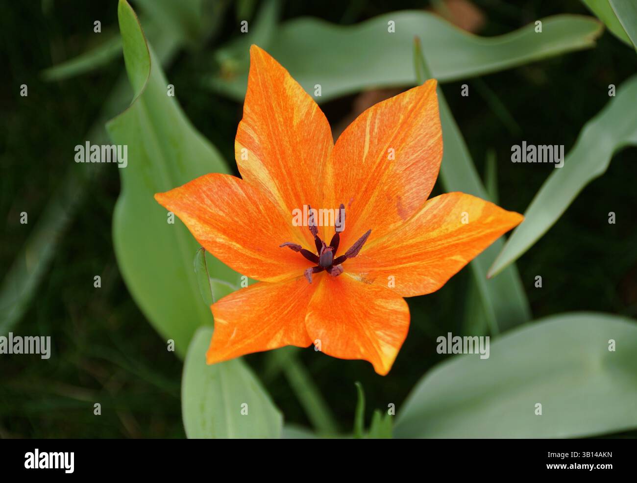Primo piano di un fucile Tulip a bulbo di similpelle a forma di stella, che mostra un'impressionante tonalità arancione. Foto Stock