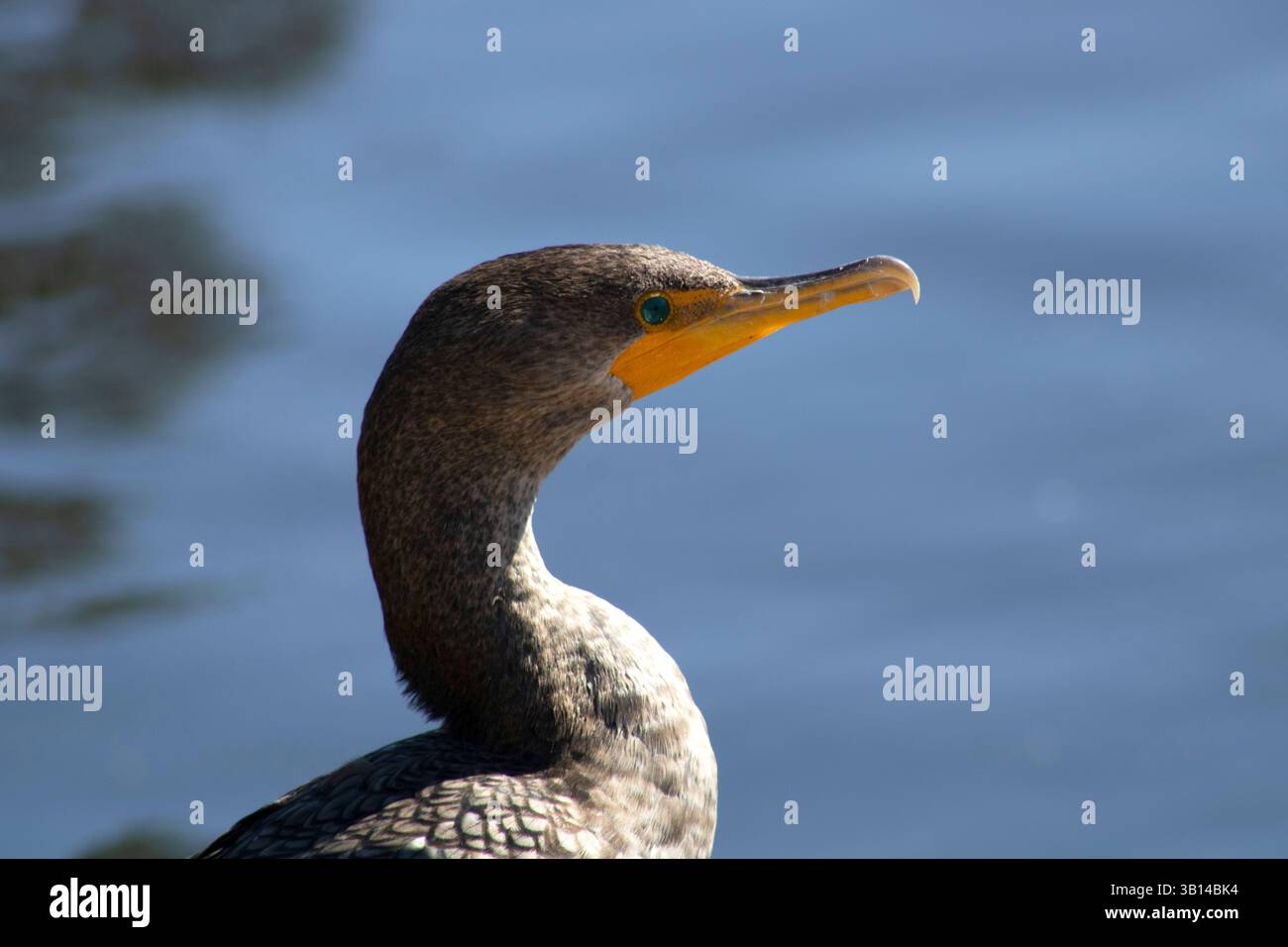 uccello vicino all'acqua con becco unico Foto Stock