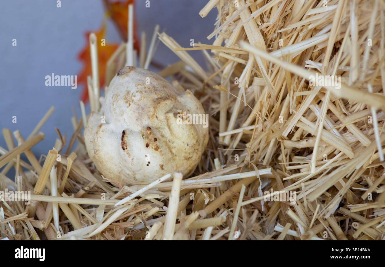 piccolo gourd bianco sulla balla di fieno Foto Stock