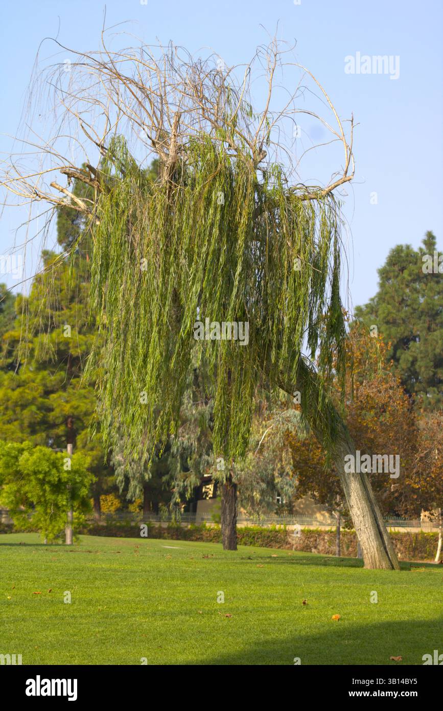 grande salice piangente nel parco Foto Stock