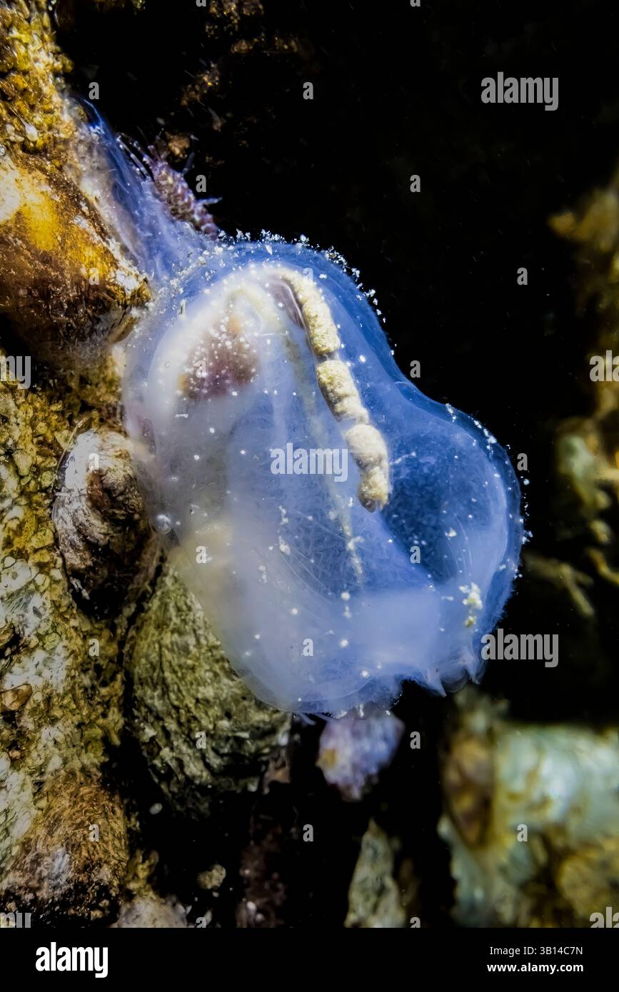 Transparent Sea Squirt, Corella willmeriana, a Bremerton Marina, Bremerton, Washington State, STATI UNITI Foto Stock