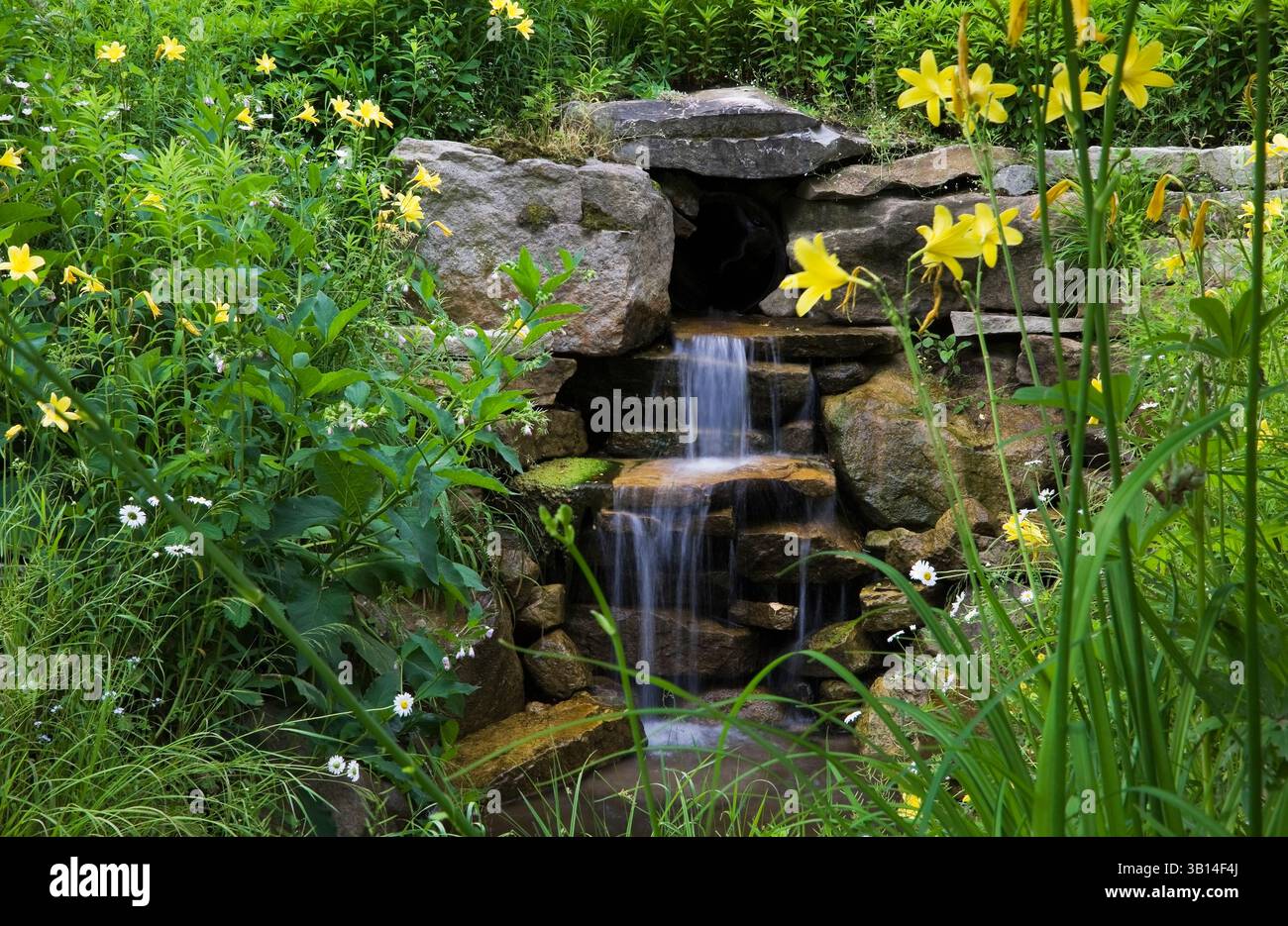 Cascata artificiale in pietra naturale con margherite gialle Hemerocallis - gialli, Leucanthemum x superbum - margherite Shasta nel giardino di campagna in estate. Foto Stock