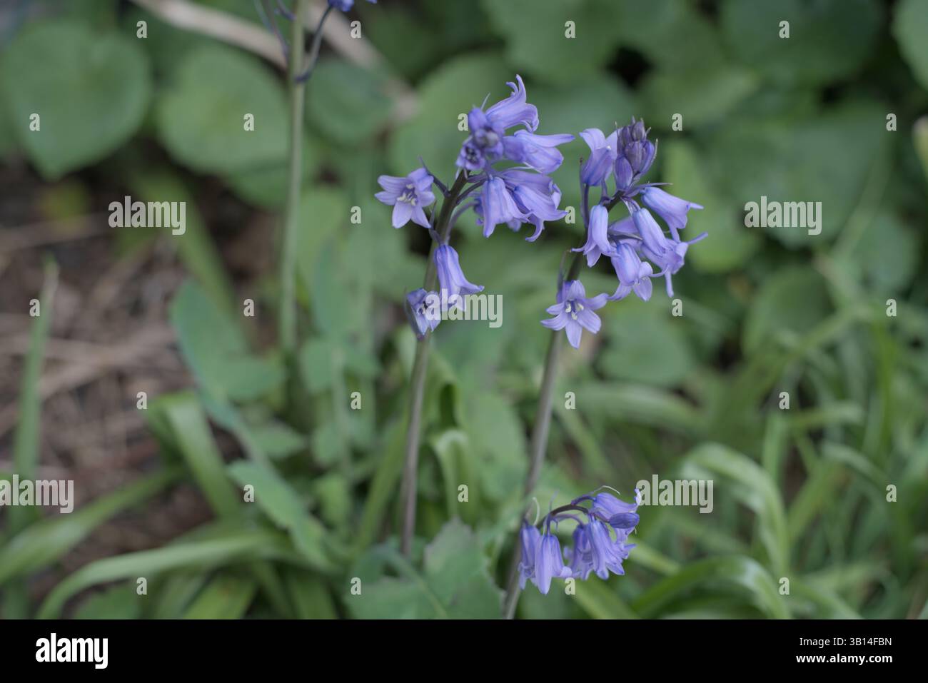Fiori selvatici viola che fioriscono tra le foglie verdi in un ambiente naturale. Foto Stock