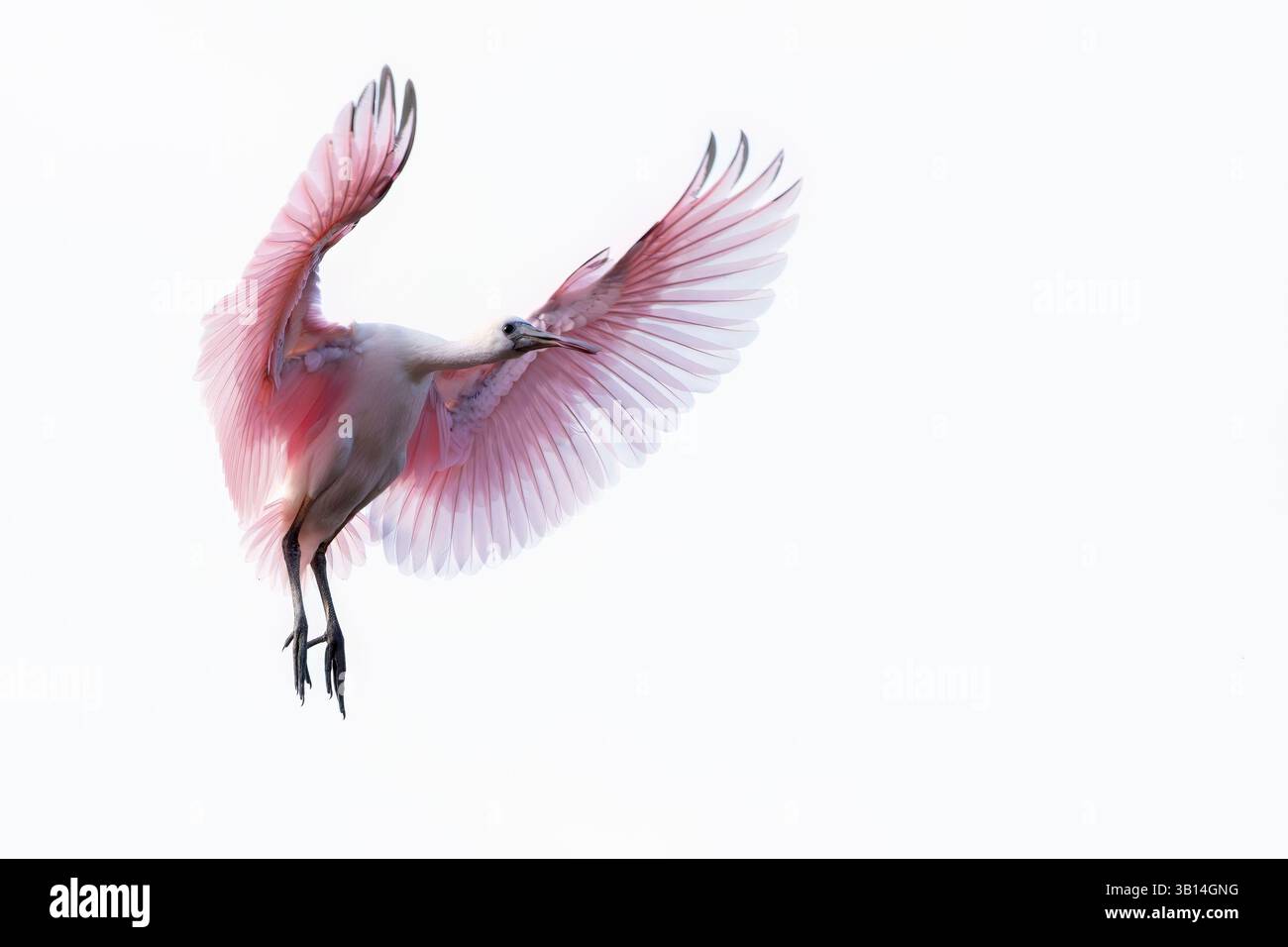St. Augustine, Florida, Stati Uniti. 24 aprile 2025. Un becco di spatola rosato vola sopra la riserva naturale del St. Augustine Alligator Farm Zoological Park in Florida il 24 aprile 2025. (Immagine di credito: © Ronen Tivony/ZUMA Press Wire) SOLO PER USO EDITORIALE! Non per USO commerciale! Foto Stock