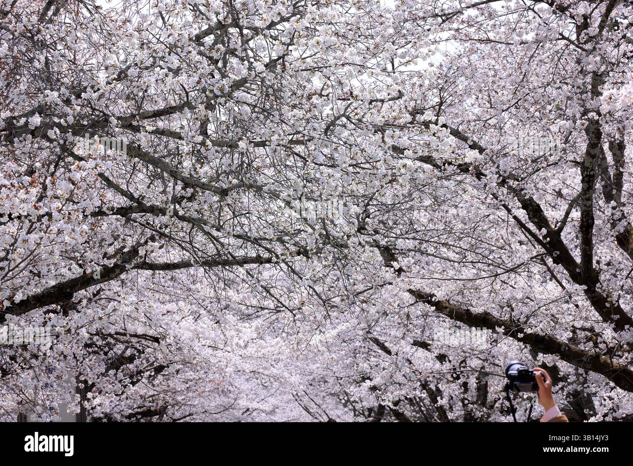Tempio Daigo-ji con fiori di ciliegio, un tempio buddista con pagoda a 5 piani, a Daigohigashiojicho, Fushimi Ward, Kyoto, Giappone Foto Stock