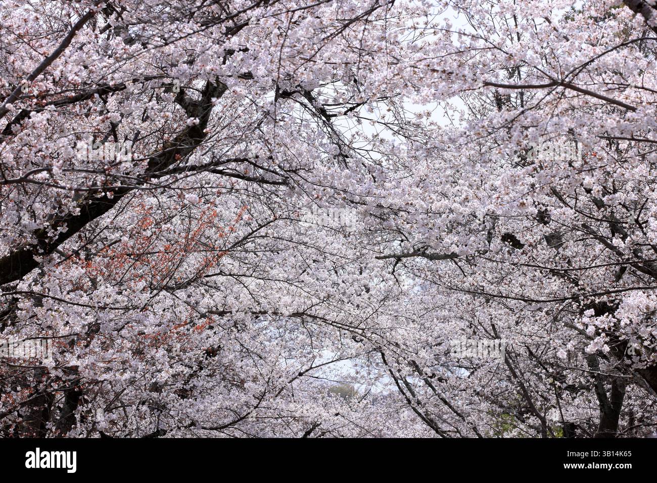 Tempio Daigo-ji con fiori di ciliegio, un tempio buddista con pagoda a 5 piani, a Daigohigashiojicho, Fushimi Ward, Kyoto, Giappone Foto Stock