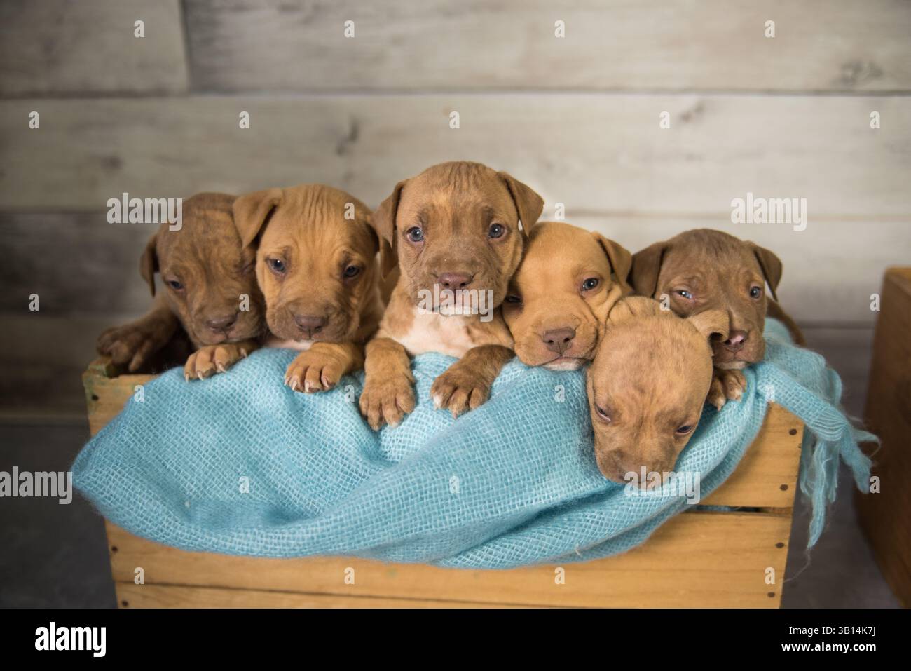 cassa piena di cuccioli di pitbull Foto Stock