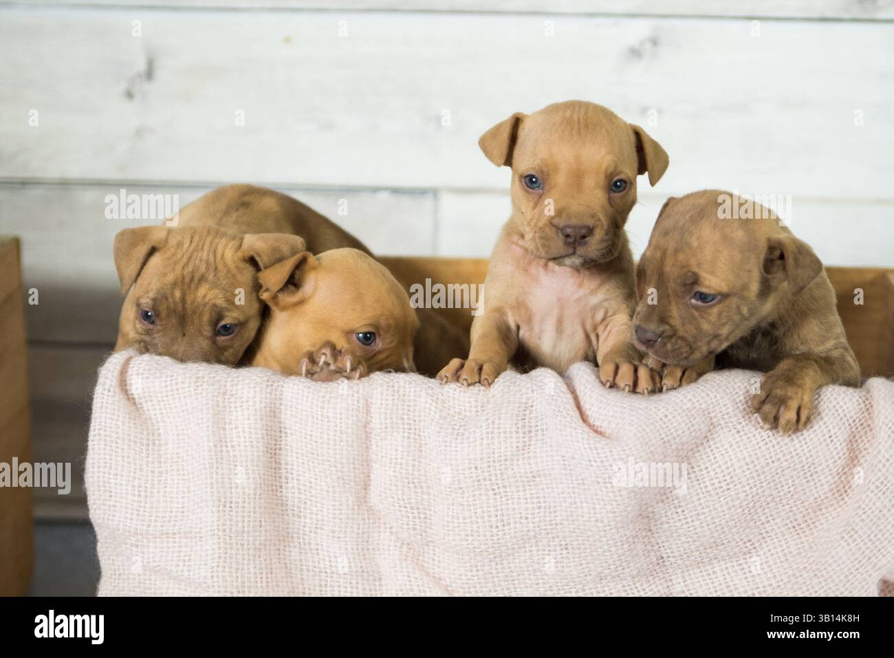 cassa piena di cuccioli di pitbull Foto Stock