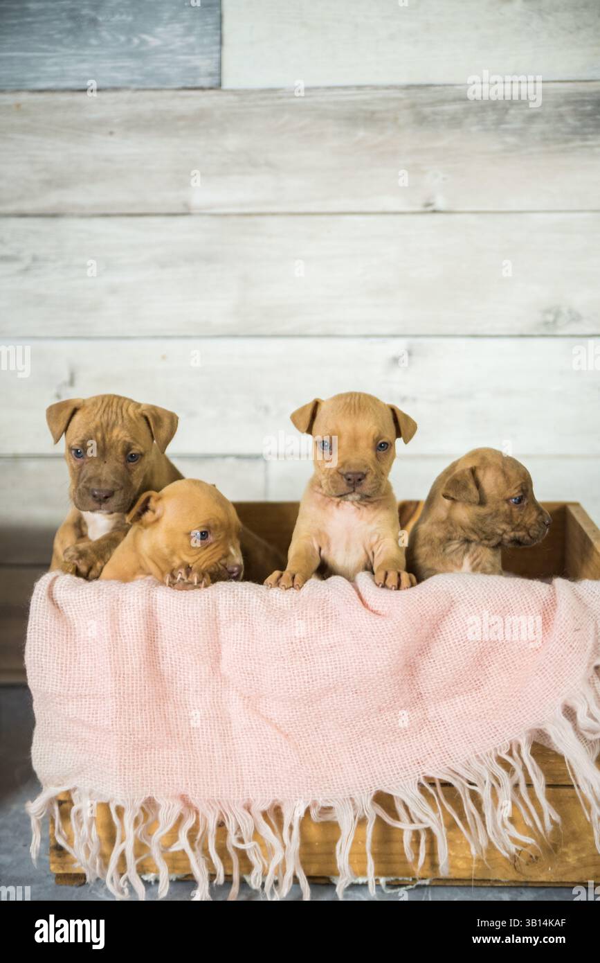 cassa piena di cuccioli di pitbull Foto Stock