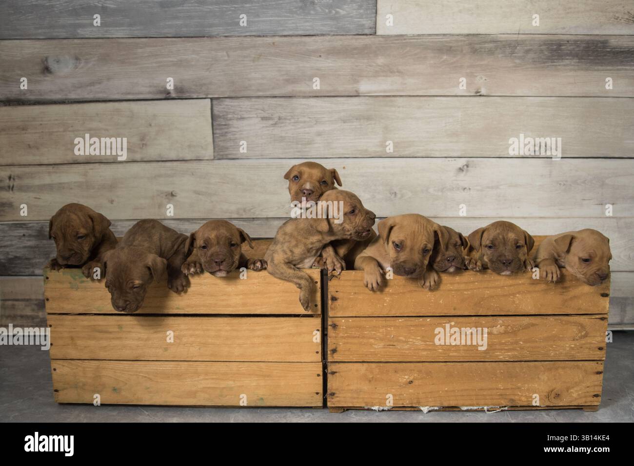 cassa piena di cuccioli di pitbull Foto Stock