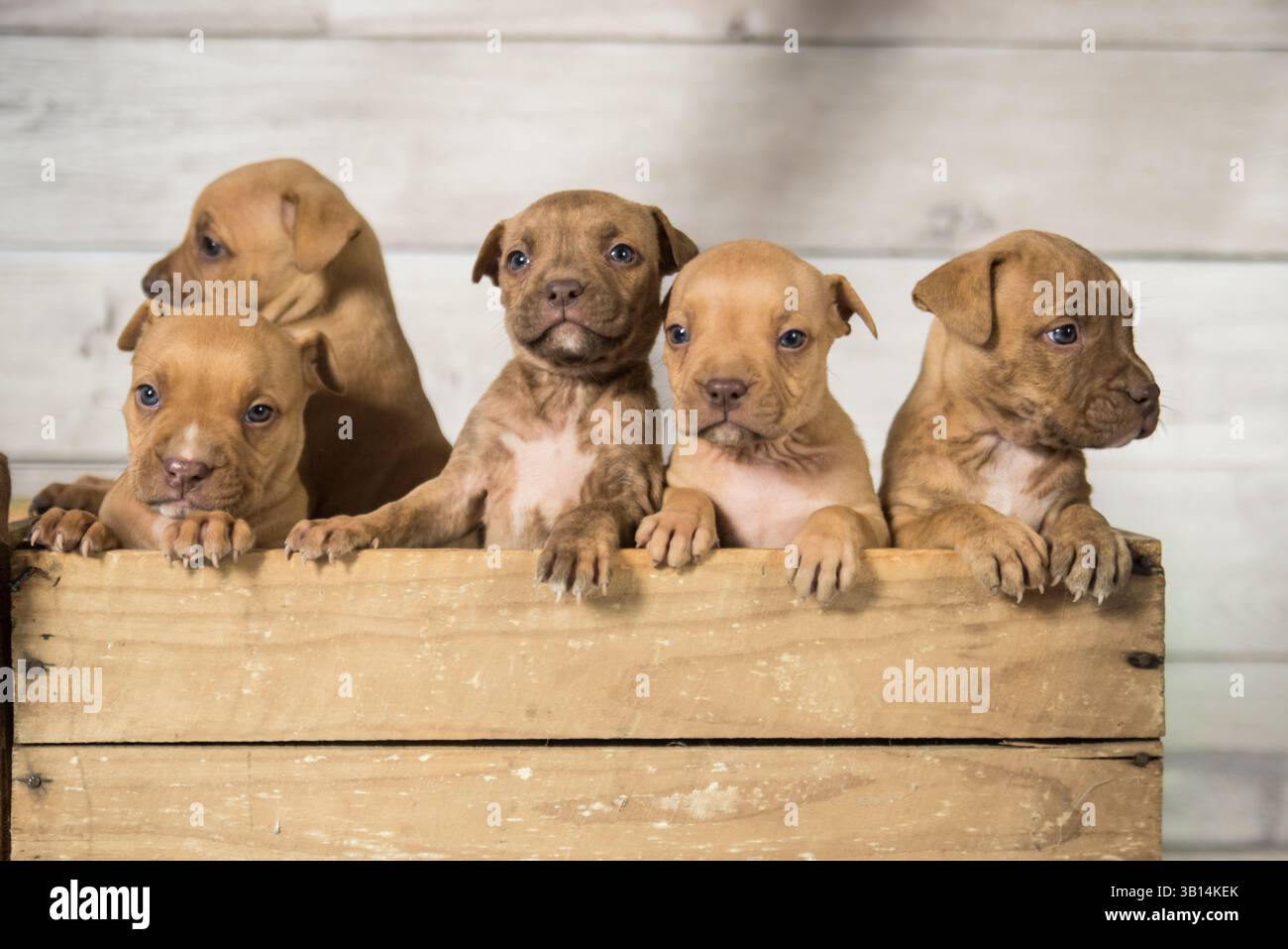 cassa piena di cuccioli di pitbull Foto Stock