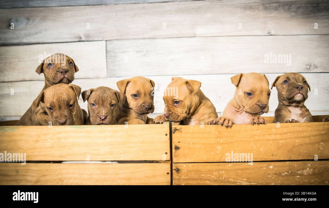 cassa piena di cuccioli di pitbull Foto Stock